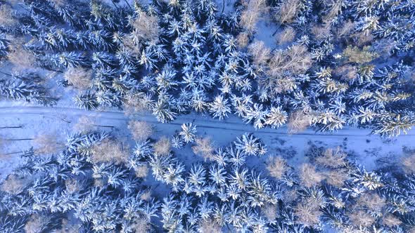 Transportation in winter. Road in snowy forest. alt