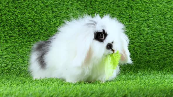 Little rabbit eats lettuce. Cute rabbit on the lawn.