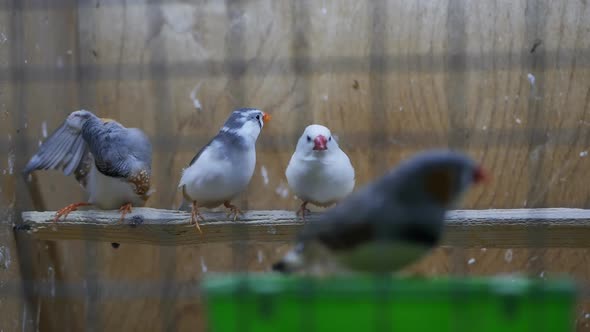 Small Bright Birds Japanese Finches in a Cage on Sticks Sit Four alt