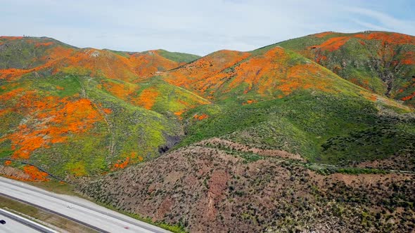 Aerial descending shot of the super bloom of golden poppies by Lake Elsinore California and Walker C alt