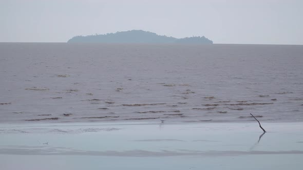 White bird fishing in the water. Little egret searching fish on the beach, coast at low tide period alt
