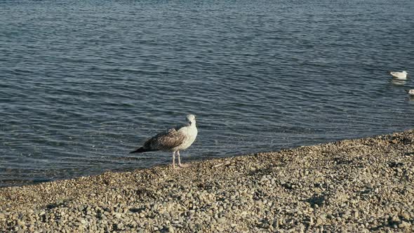 An Adult Seagull Stands on a Pebble Beach and Young Gulls in the Water