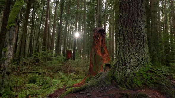 Pacific Northwest, Vancouver, British Columbia, Forest, Trees, Nature, Plants, Leafs, Roots. alt