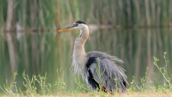Great Blue Heron Shaking Wings alt