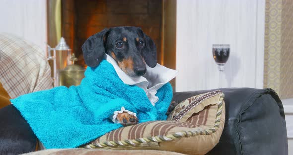 Funny Dachshund Dog in Blue Terry Dressing Gown Lies on Sofa By the Lit Fireplace Like a Lord Tries alt
