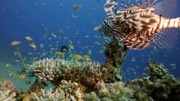 Beautiful Scene Lion-Fish