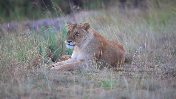 a female lion, Panthera leo lays resting with her young cub on the open plains of the Mara triangle alt