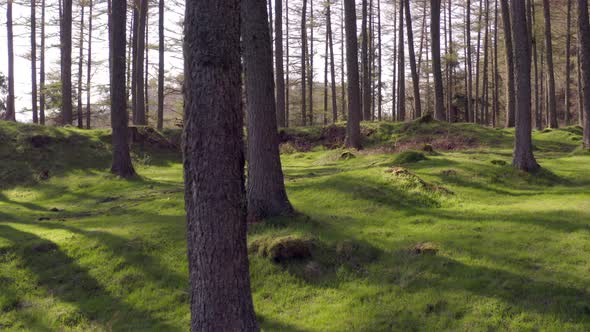 Secluded Forest With Green Mossy Floor at Sunset  alt