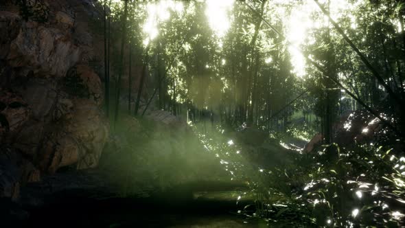 Lush Green Leaves of Bamboo Near the Shore of a Pond with Stones. alt