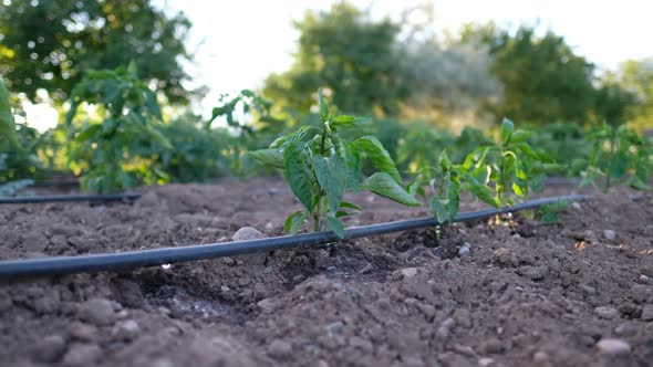 Greenhouse Drip Irrigation alt