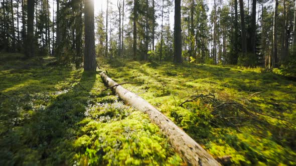 Walking Motion In Sunny Summer Green Pine Forest Park During Sunset.