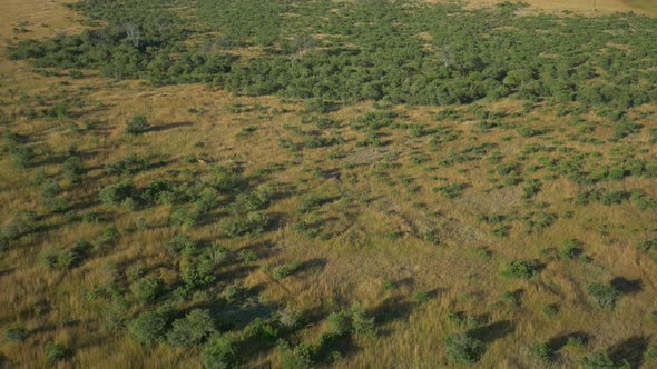 Aerial view of two animals running in Masai Mara alt