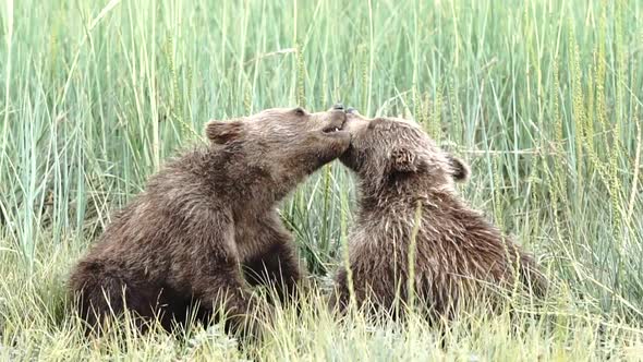 Bear Cubs Playing Don't Notice Mom has Moved Away 4K UHD