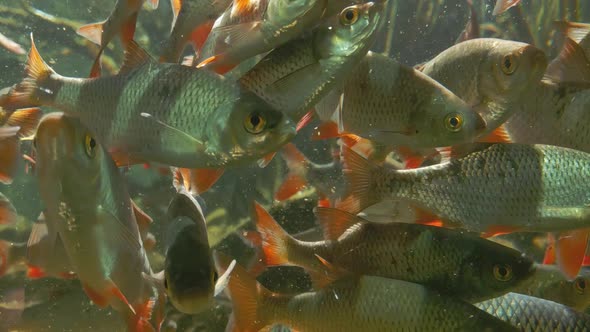 A large flock of fish swims in a pond