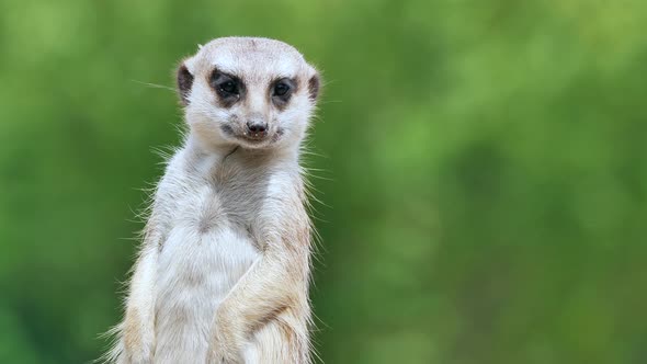 Meerkat stands upright and watches the sky and the environment for natural predators alt