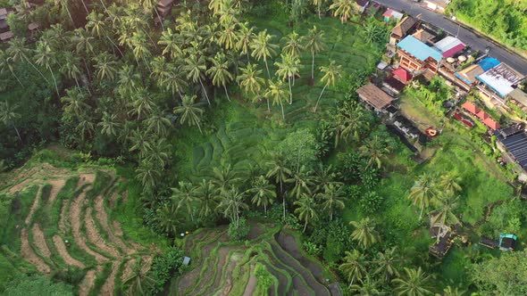 top down view of Tegallalang Rice Terrace at sunrise with field of coconut trees, aerial alt