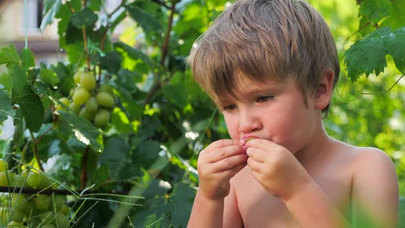Grapes in kids hands. Child eating grapes. Fruit harvesting. Collecting grapes. Grape vine alt