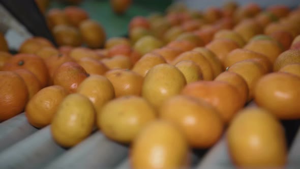 Tangerines On A Conveyor