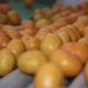 Tangerines On A Conveyor - VideoHive Item for Sale