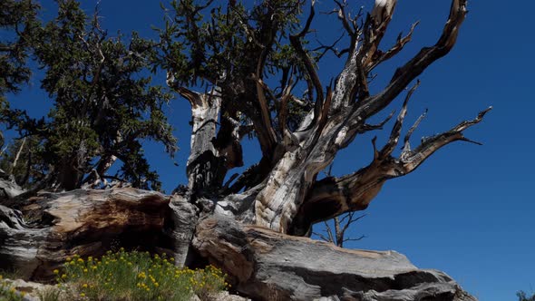 Incredible Bristlecone pine tree that is thousands of years old alt