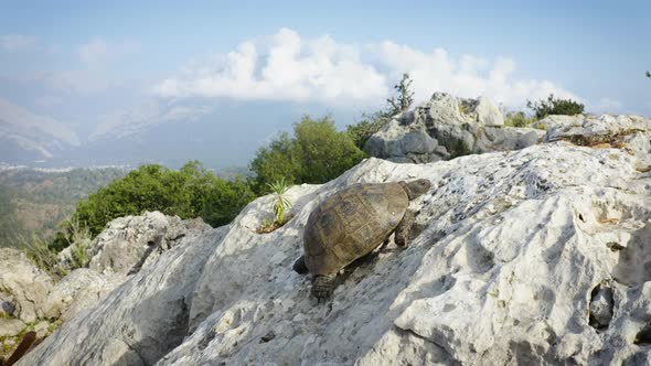 Turtle is Crawling Up the Cliff with an Amazing View of the Mountains in the Background alt