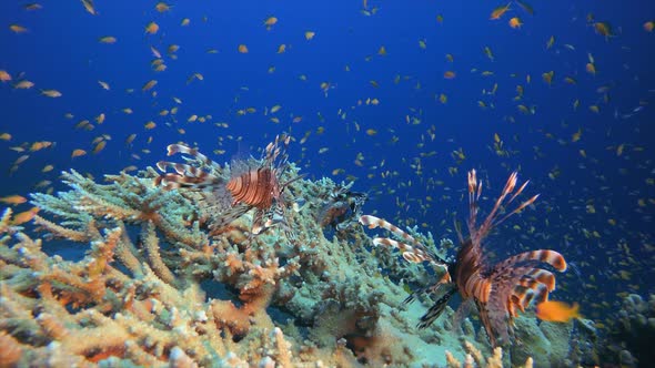 Underwater Tropical Reef Lionfish alt