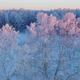 Snow covered tree, at sunset - VideoHive Item for Sale
