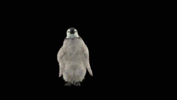 Penguin Dancing HD alt