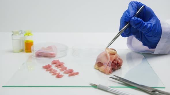 Medical Scientist Specialist in Medical Uniform Taking a Piece of Meat with Tweezers for Research in alt