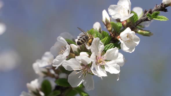 Bees Fly To Blossoming Tree, Slow Motion alt