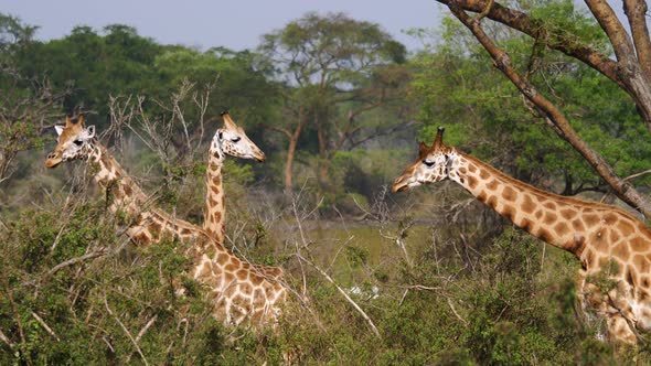 Herd Of Wild Giraffes Walks Through Bushes Of Savannah Among Acacias alt