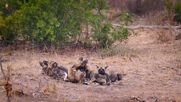 African wild dog in Kruger National park, South Africa alt