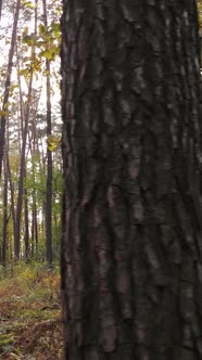 Vertical Video Autumn Forest with Trees By Day alt