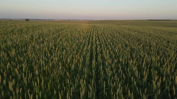 Field with cereal grain