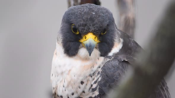 Peregrine Falcon Video Clip alt