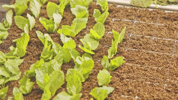 Automated planting process using advanced robot for planting leaves in trays alt
