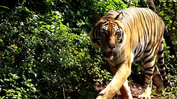 slow-motion of bengal tiger walking in the forest