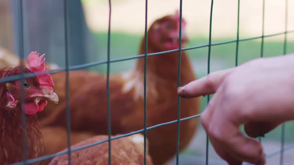 Hens Eat Earthworm alt