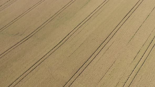 Descending on field of wheat after being sprayed with herbicides 4K aerial footage