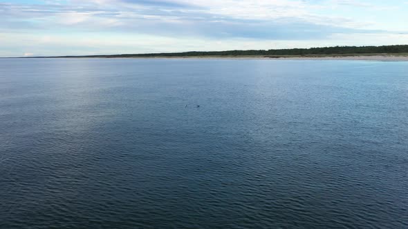 AERIAL: Rotating Shot of Two Seagulls Resting on a Surface of Blue Baltic Sea Water alt