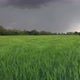  Low Flight Fver Green Wheat Rural Field at Stormy Weather - VideoHive Item for Sale