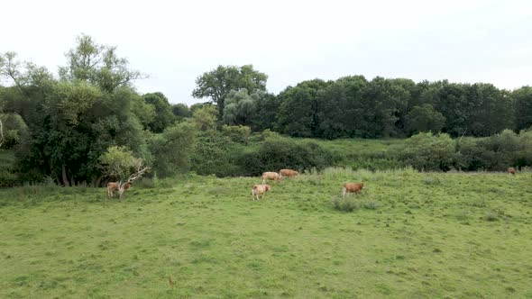 Dairy Cattle Herd Grazing on Cow Farmland in Germany, Aerial Drone View alt