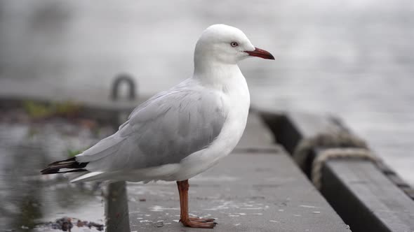 This footage is featuring the Silver Gull also known as sea gull which is common throughout Australi alt