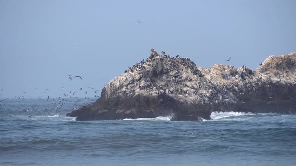 Small Island Near the Shore Full of Wild Shore Birds Flying and Nesting alt