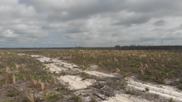 vast wasteland grass fields palms dead trees sand trail remote rural ocala national forest florida a alt