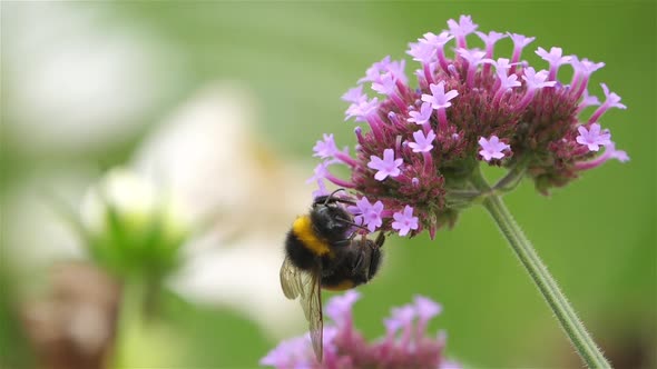 A bumblebee taking nectar and pollinating a flower. alt