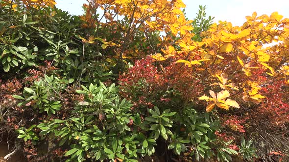 Colorful Mixed Colors Scrubland Leavew in Autumn alt