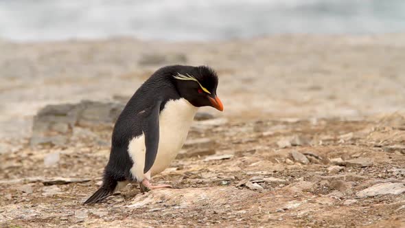 Rock Hopper Penguins Shot In The Falkland Islands alt