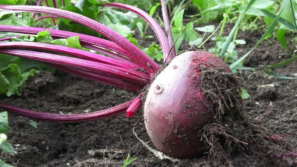 Ripe red beetroot laying on the ground. Beetroot in a vegetable garden.