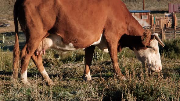 Dairy Cow Eating Grass in a Farm in the Morning alt
